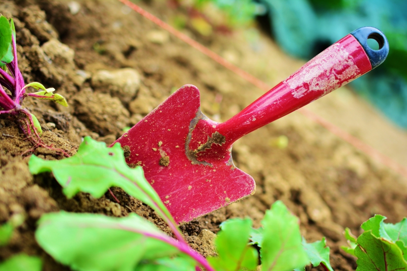 sasu-COLLOBRIERES-min_gardening-2448134